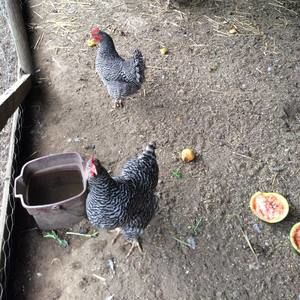 Meet your Posher, Janice